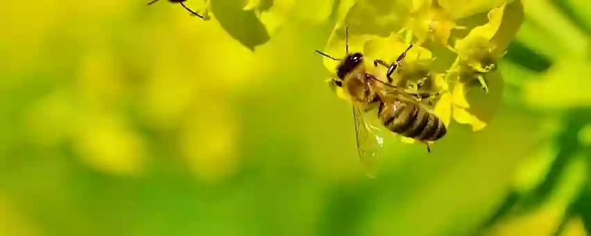 BeeWell - ветеринарні препарати для бджільництва