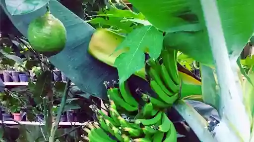 Бананова ферма - Саджанці екзотичних фруктів та рослин