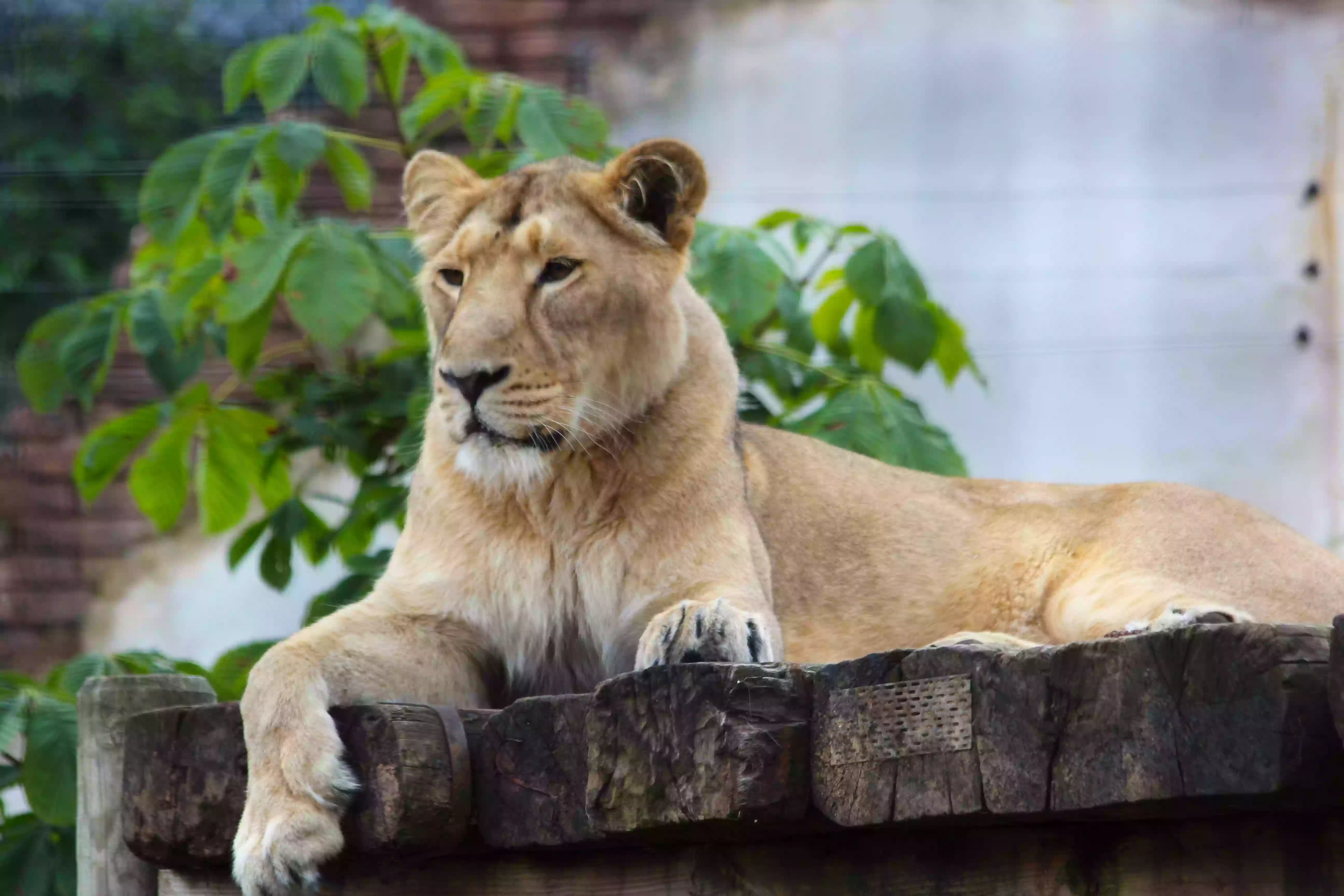 Chessington Zoo