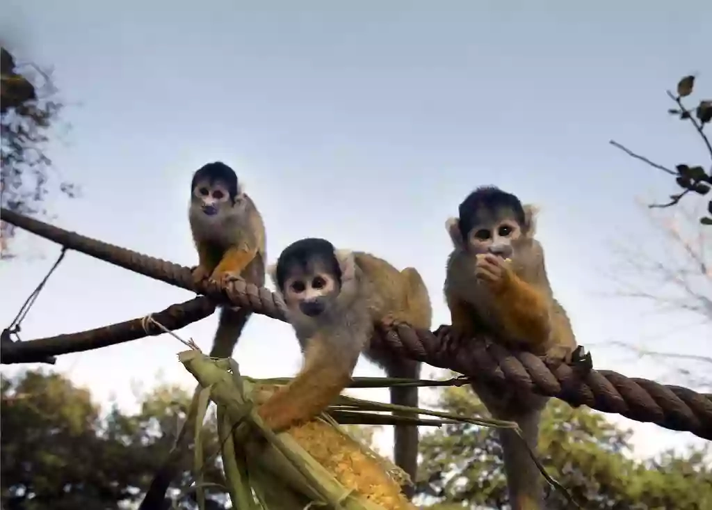 Meet the Monkeys