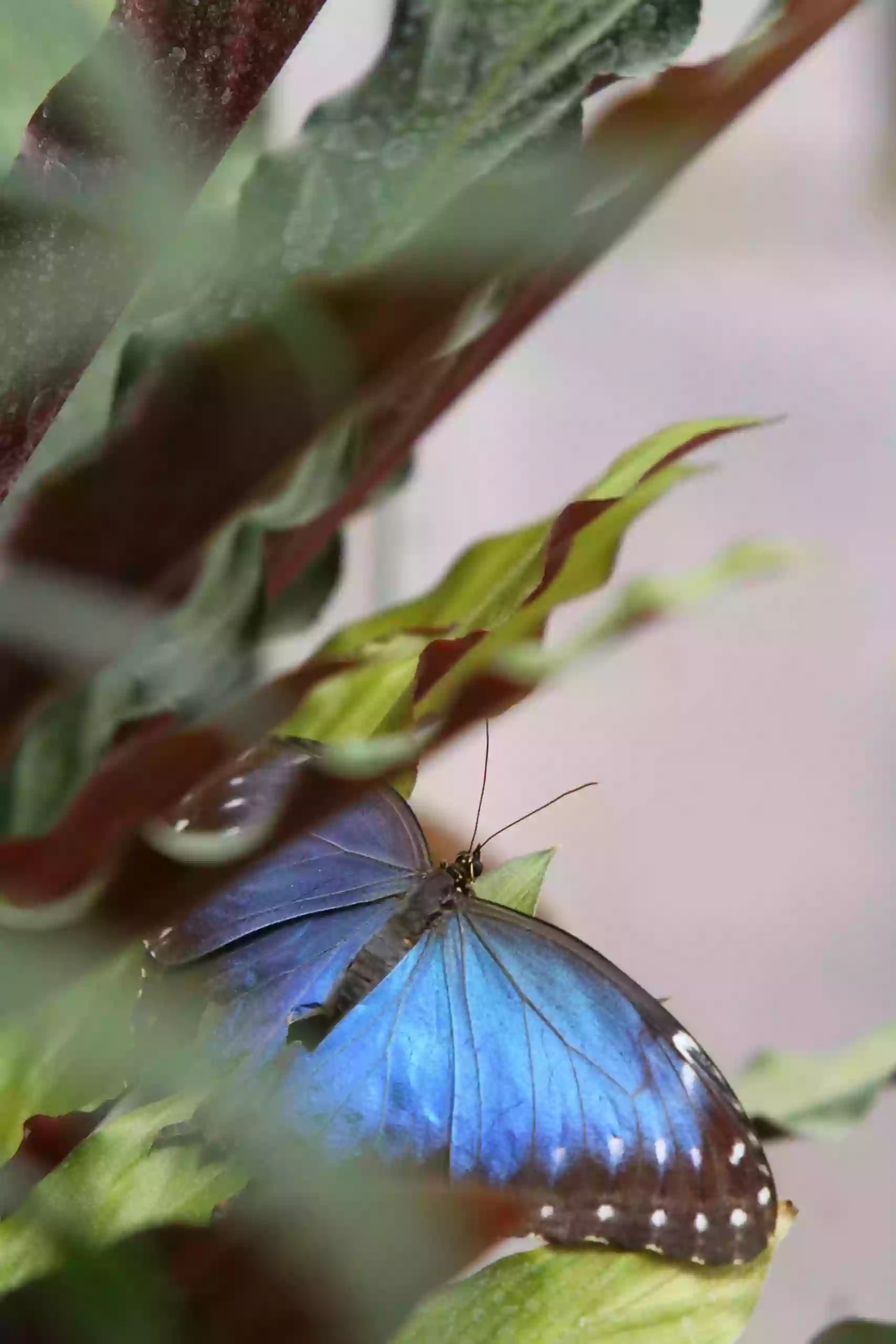 Horniman Butterfly House