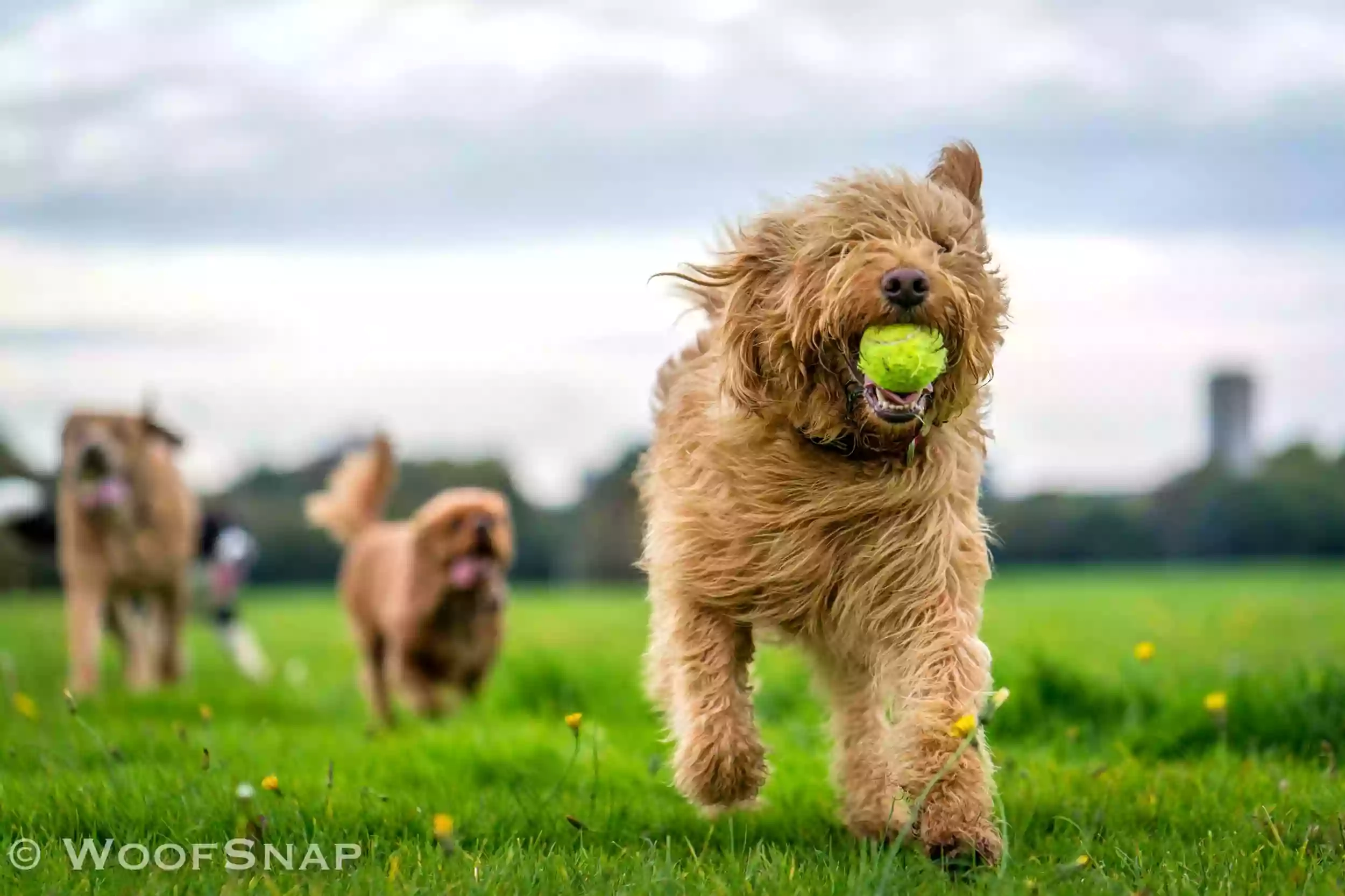 LondonWoof