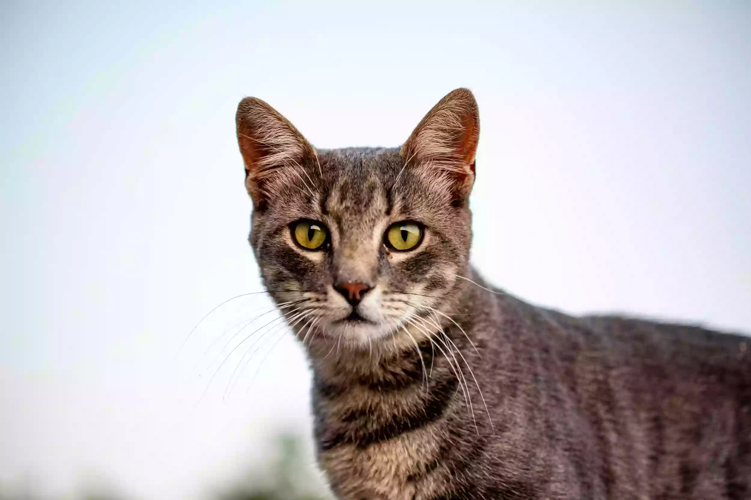 Top Cat Boarding Cattery