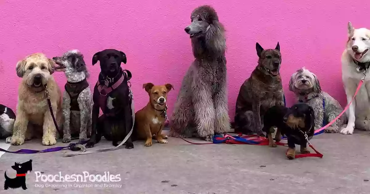 Pooches'n'Poodles Dog Grooming