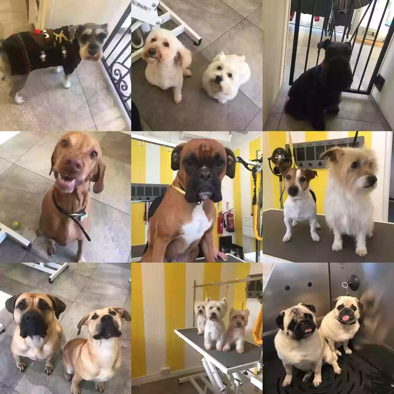Wagnificent Dog Groomers