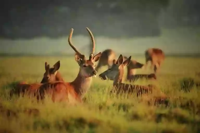 Richmond Park