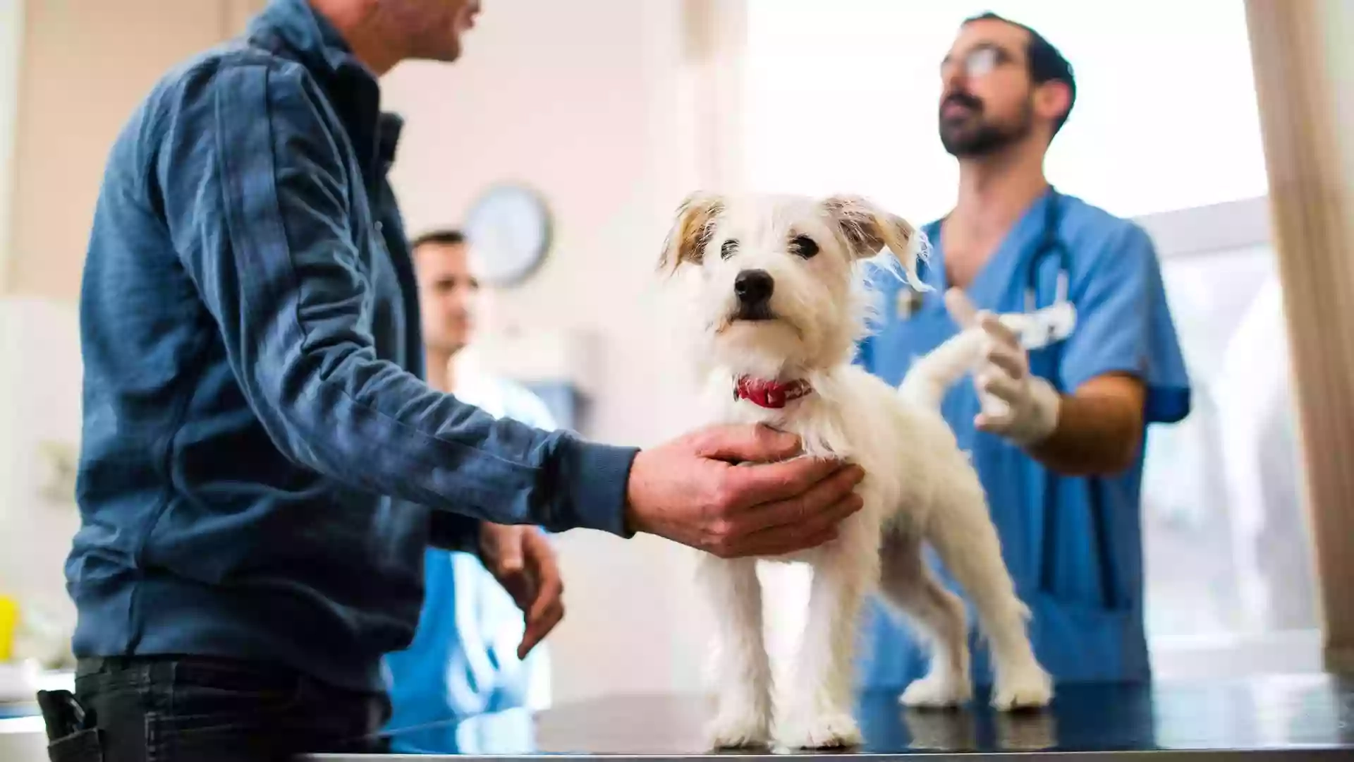 Colebrook Veterinary Surgery