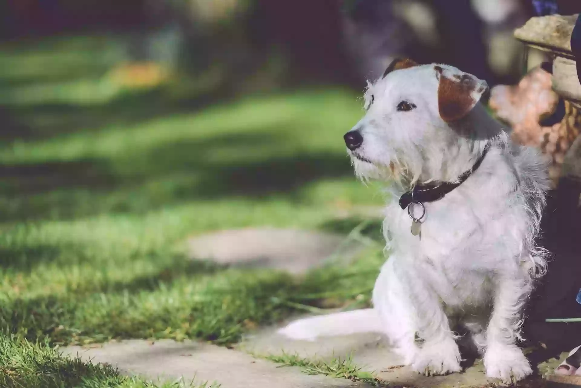 Brookfields Boarding and Canine Care Centre