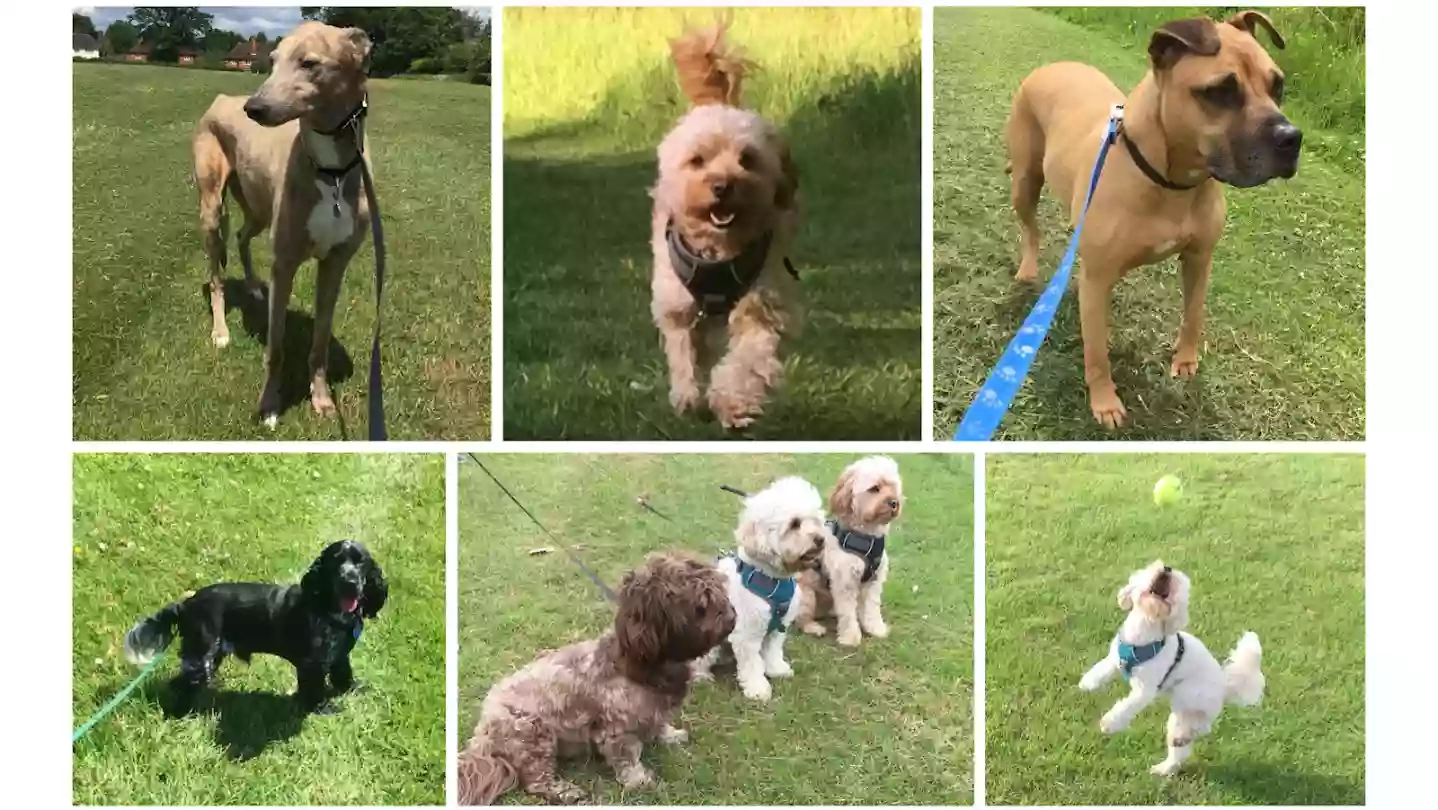 Scout’s Honour Dog Walking & Pet Care Services