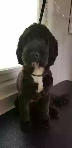 F A B Dog grooming