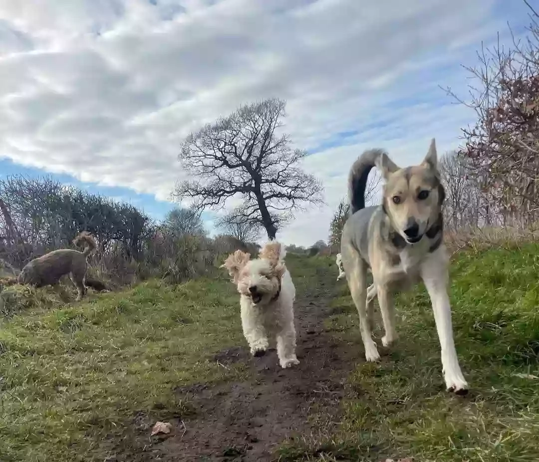 Wellie Dogs - Doggy Daycare & Dog Walking