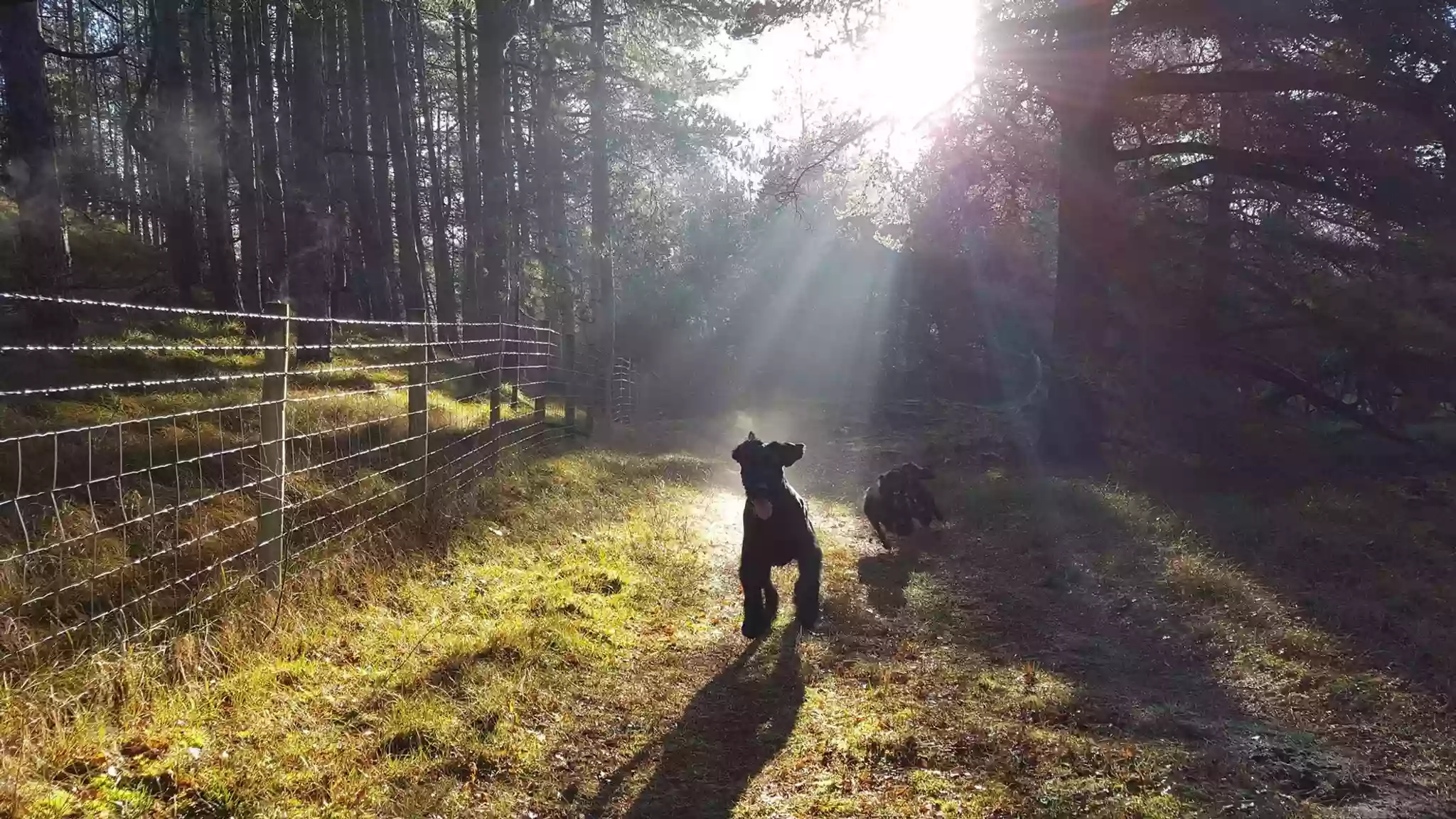 Woodrow's Walkies