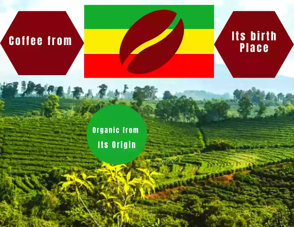Ethiopian Organic Coffee