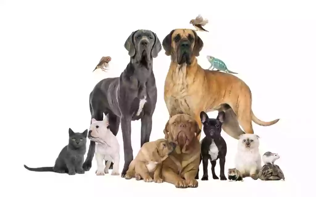 The Pet Squad
