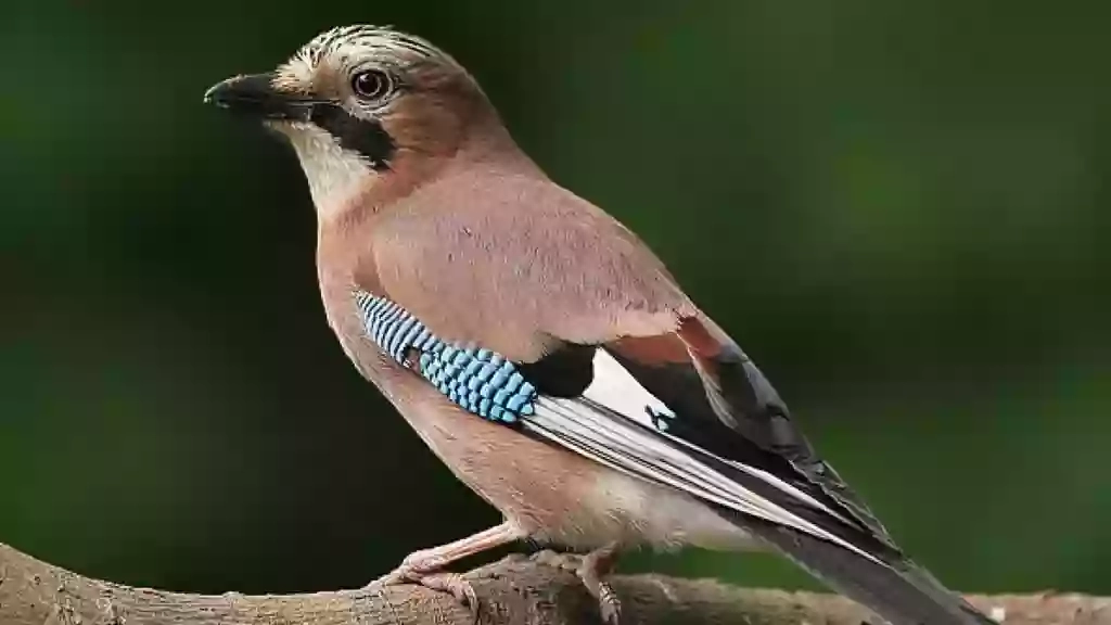 RSPB Budby South Forest