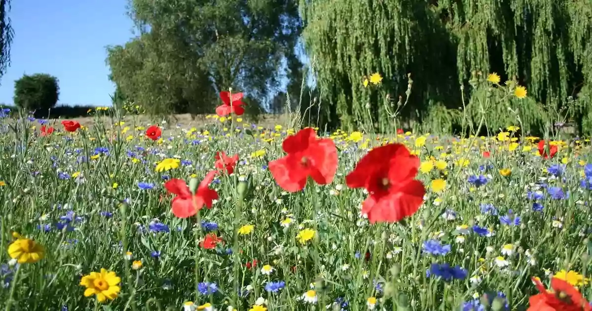 Titchfield Park