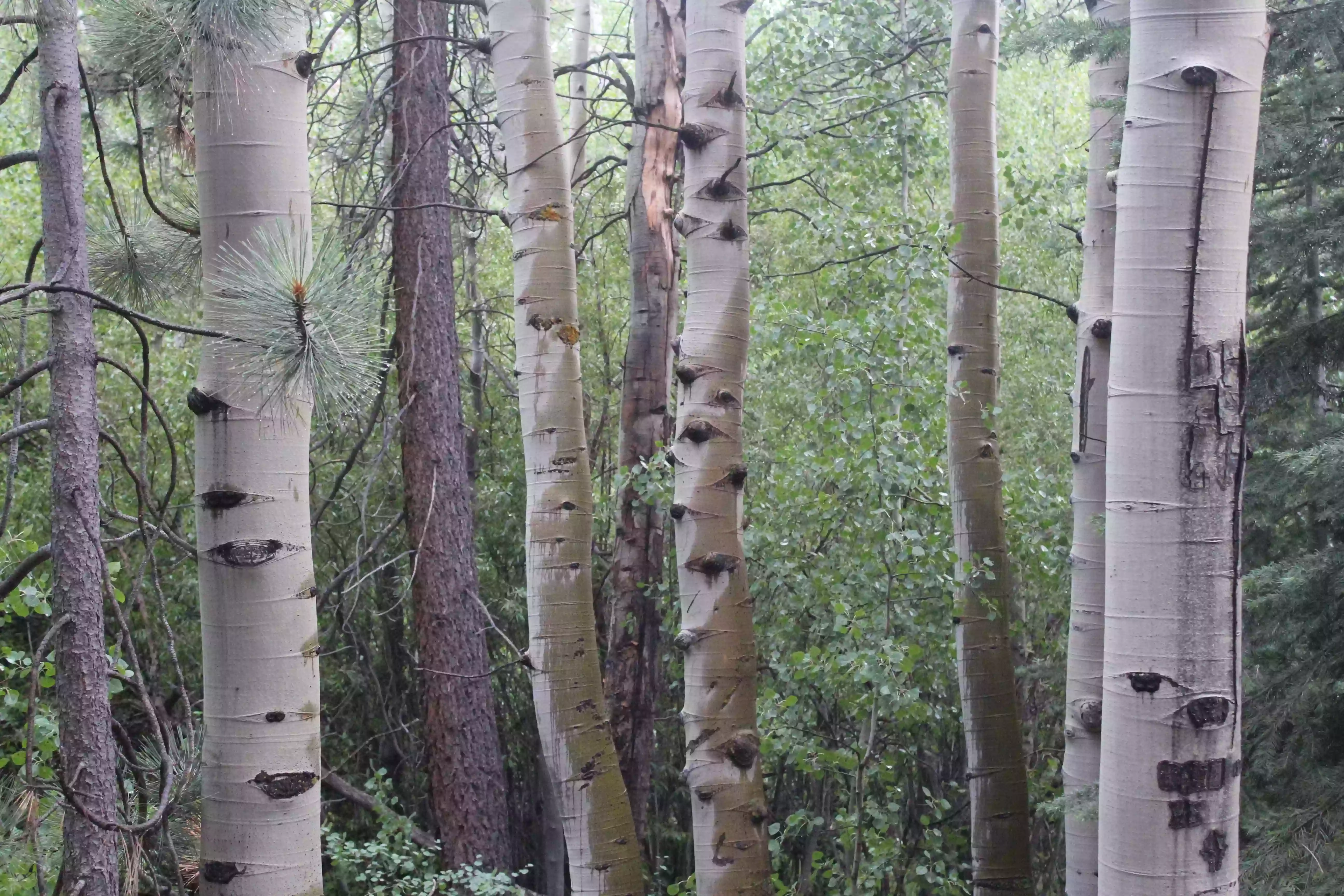 Birch Tree Counselling