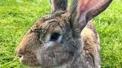 Bunny Breaks