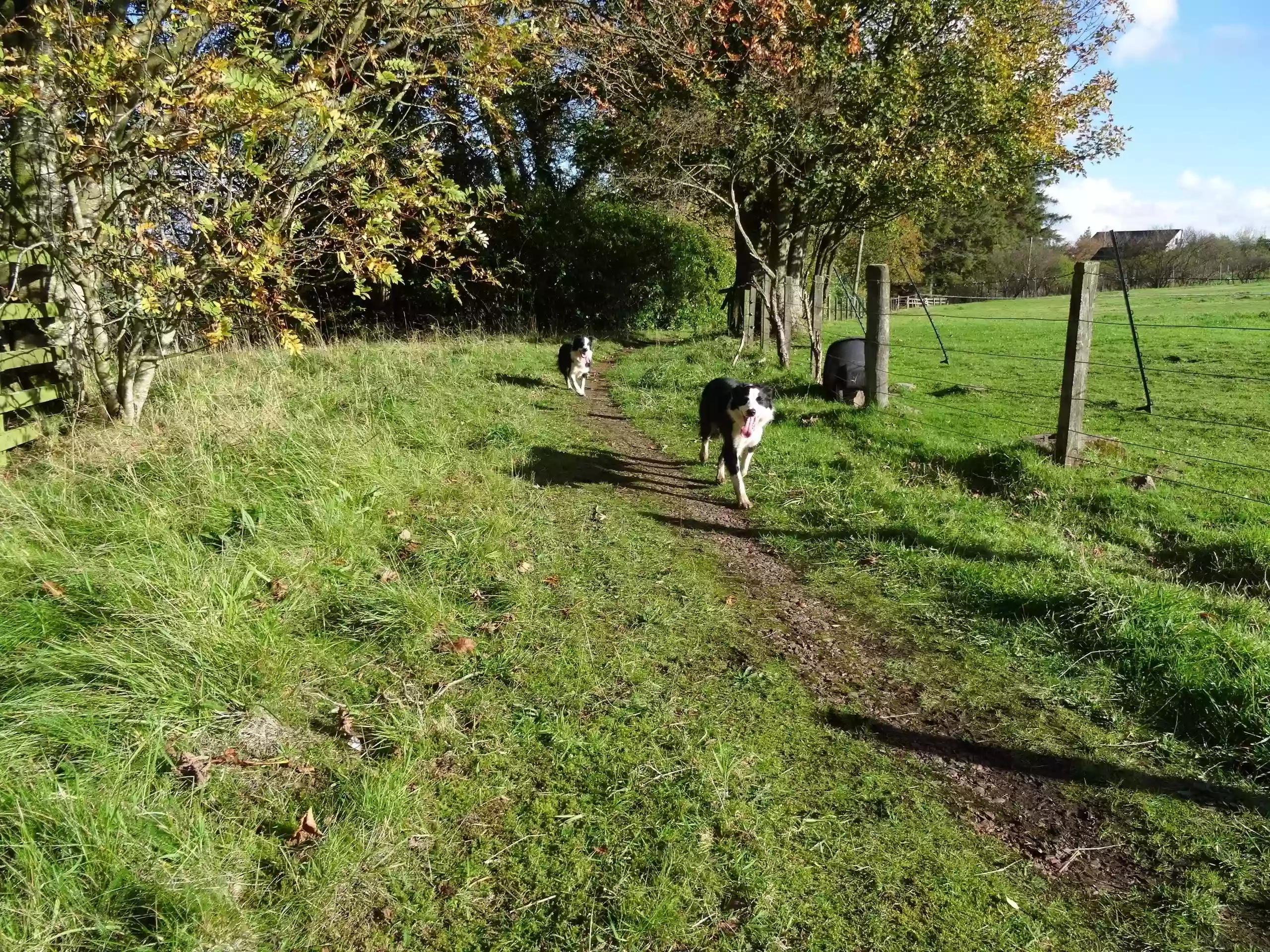 Top Dog Walking Service - Clyde Valley