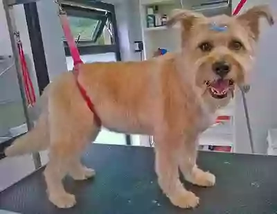 The Grooming Room @ Mearns Canine Lodge