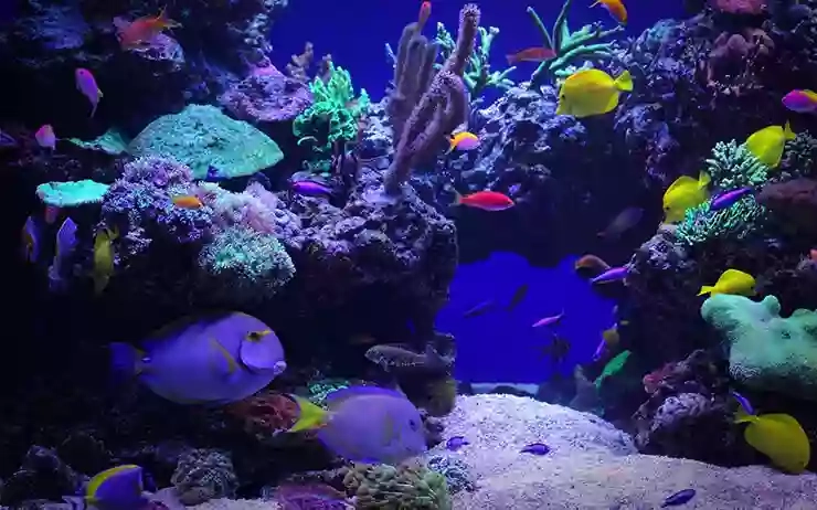 Aquarium Service Poltava
