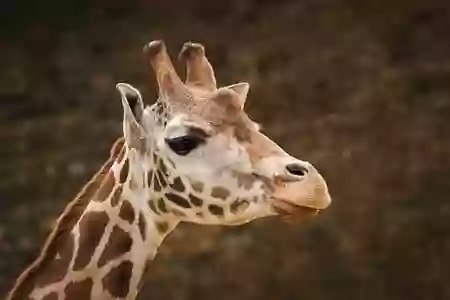 Giraffe House - Twycross Zoo