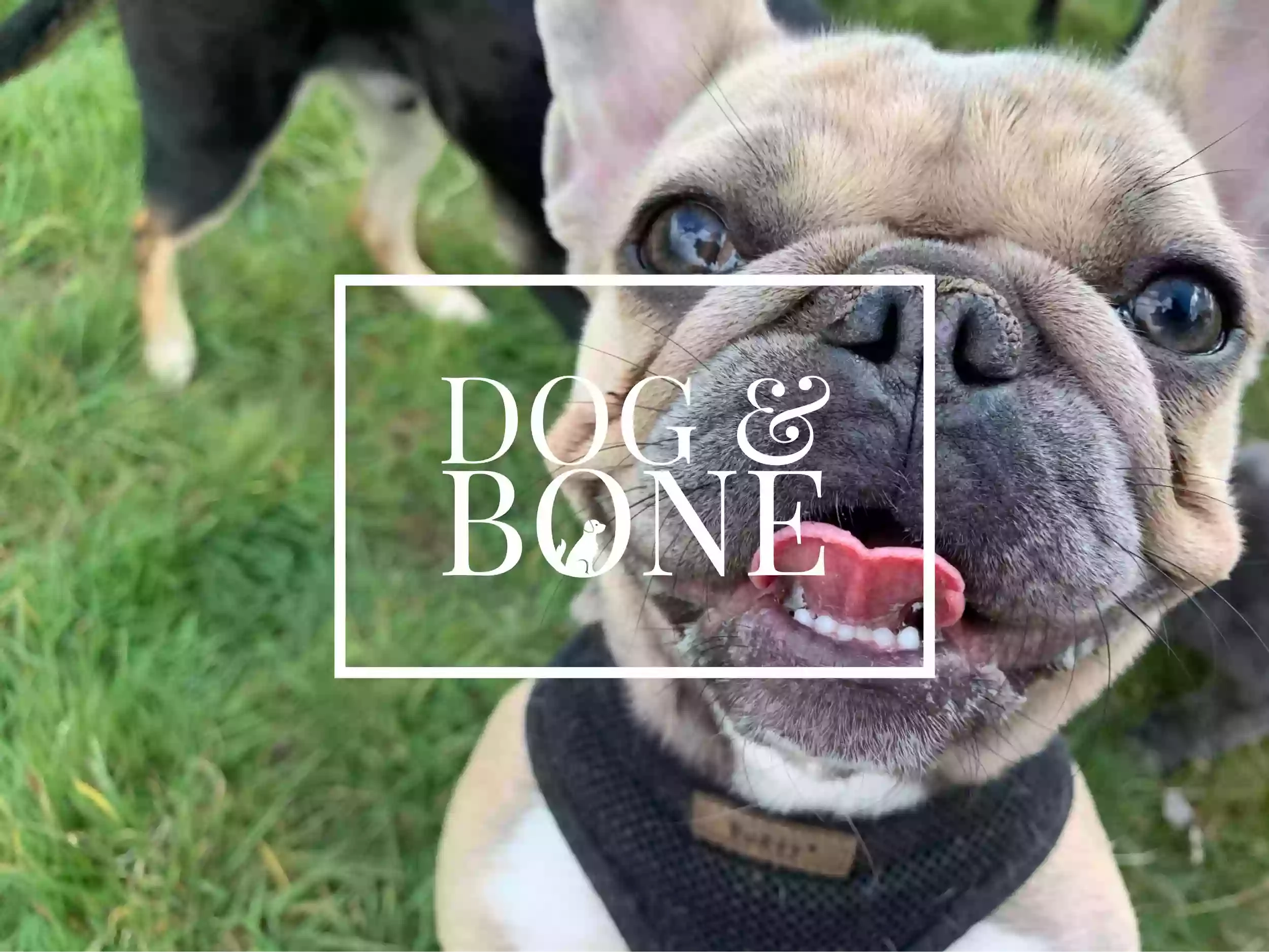 Dog & Bone