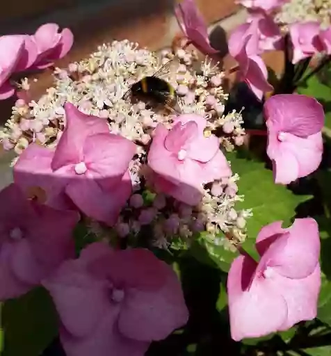 Honeybee Floral Creations