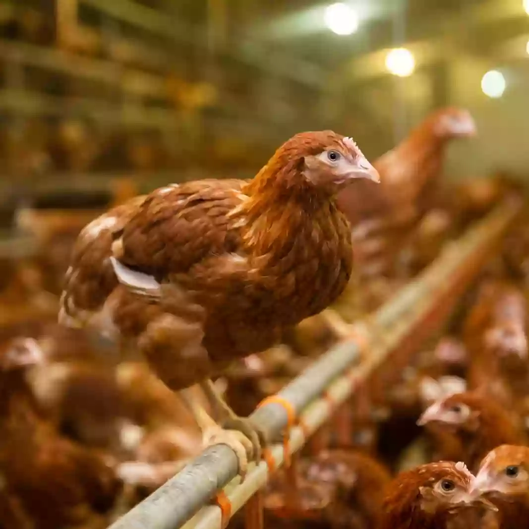Poultry Health Services, Sutton Bonington