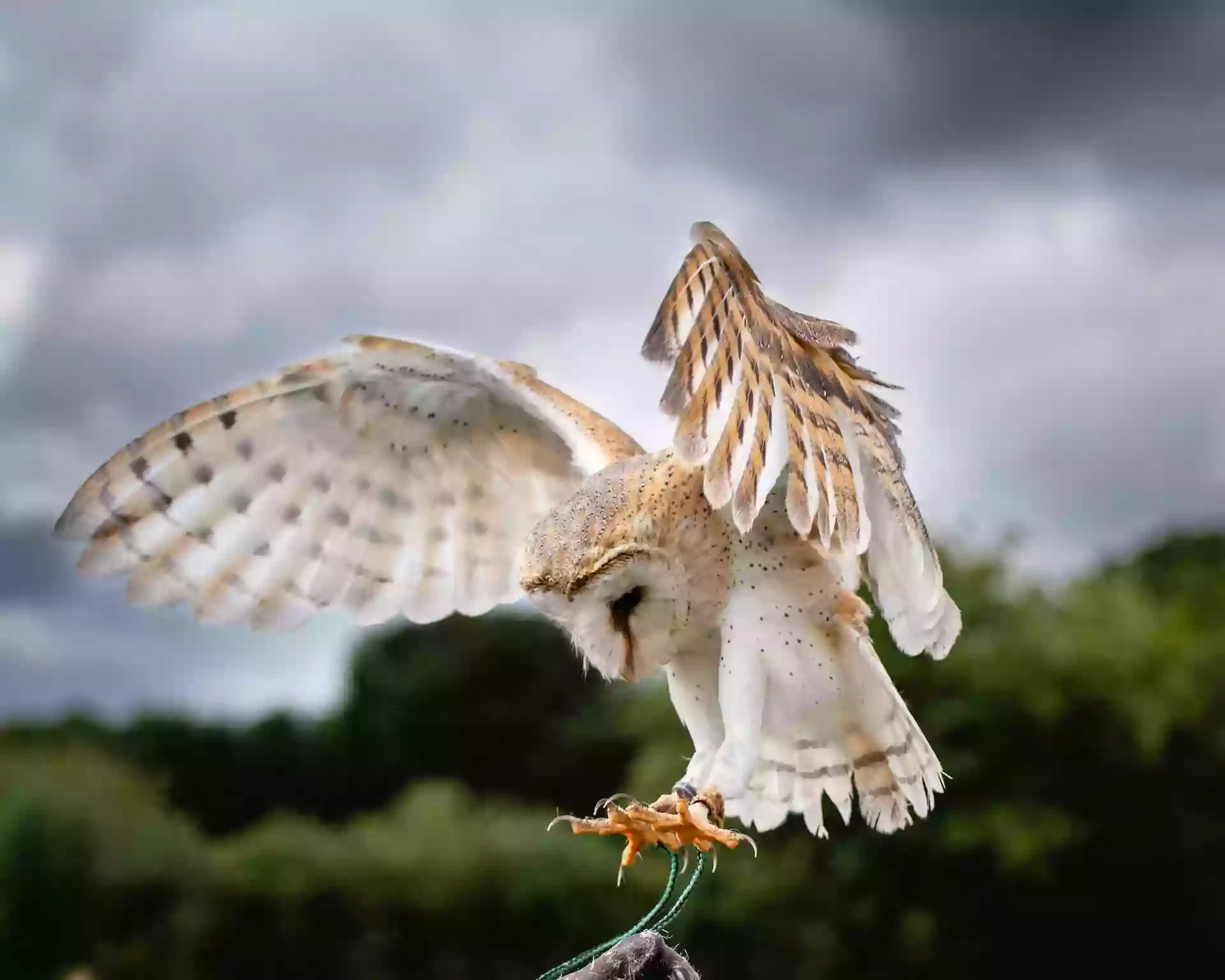 The Devon Bird of Prey Centre