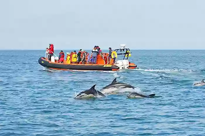 Padstow Sealife Safaris - Wildlife Watching Boat Trips Cornwall