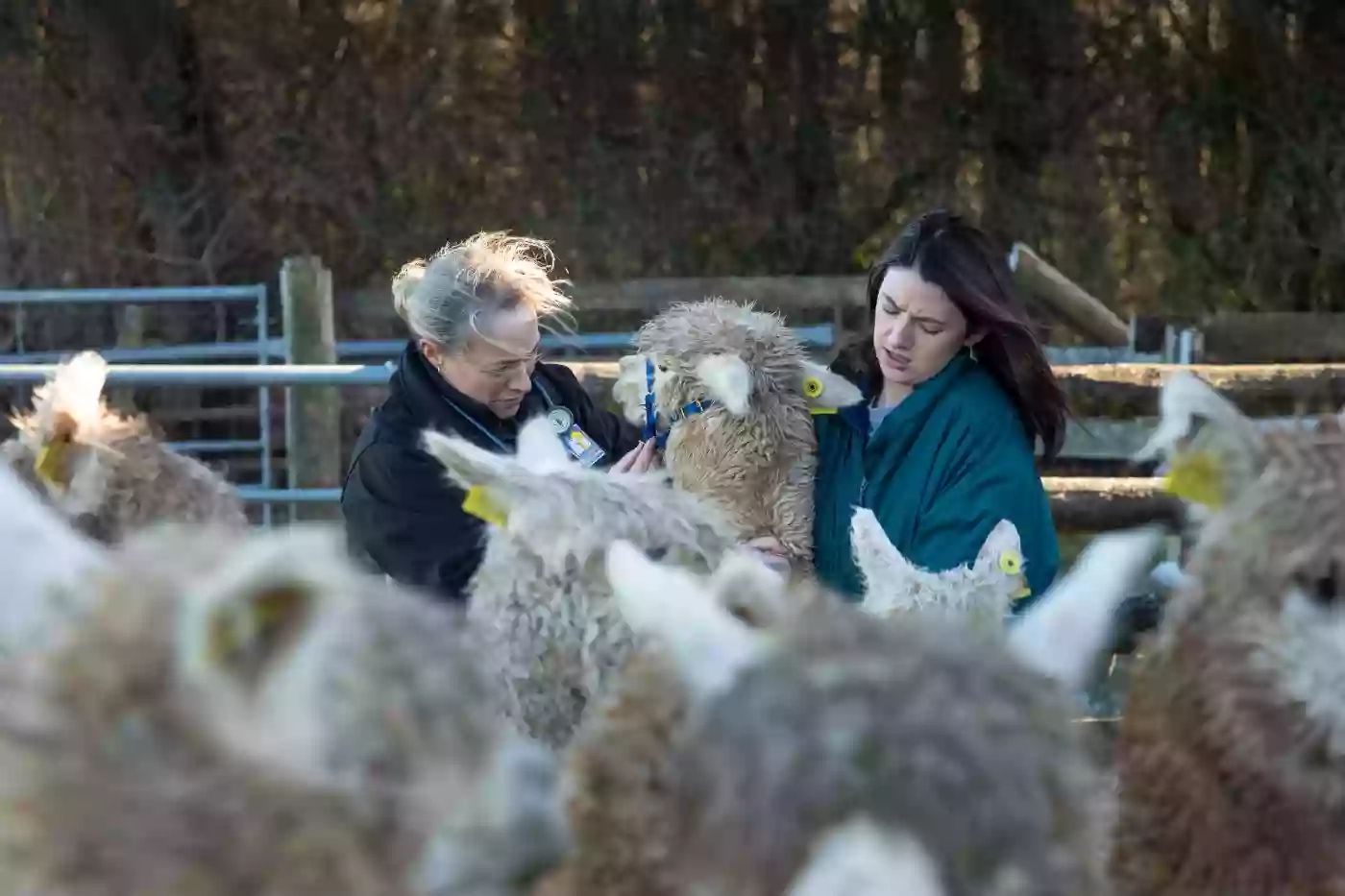 Camelid Veterinary Services Ltd