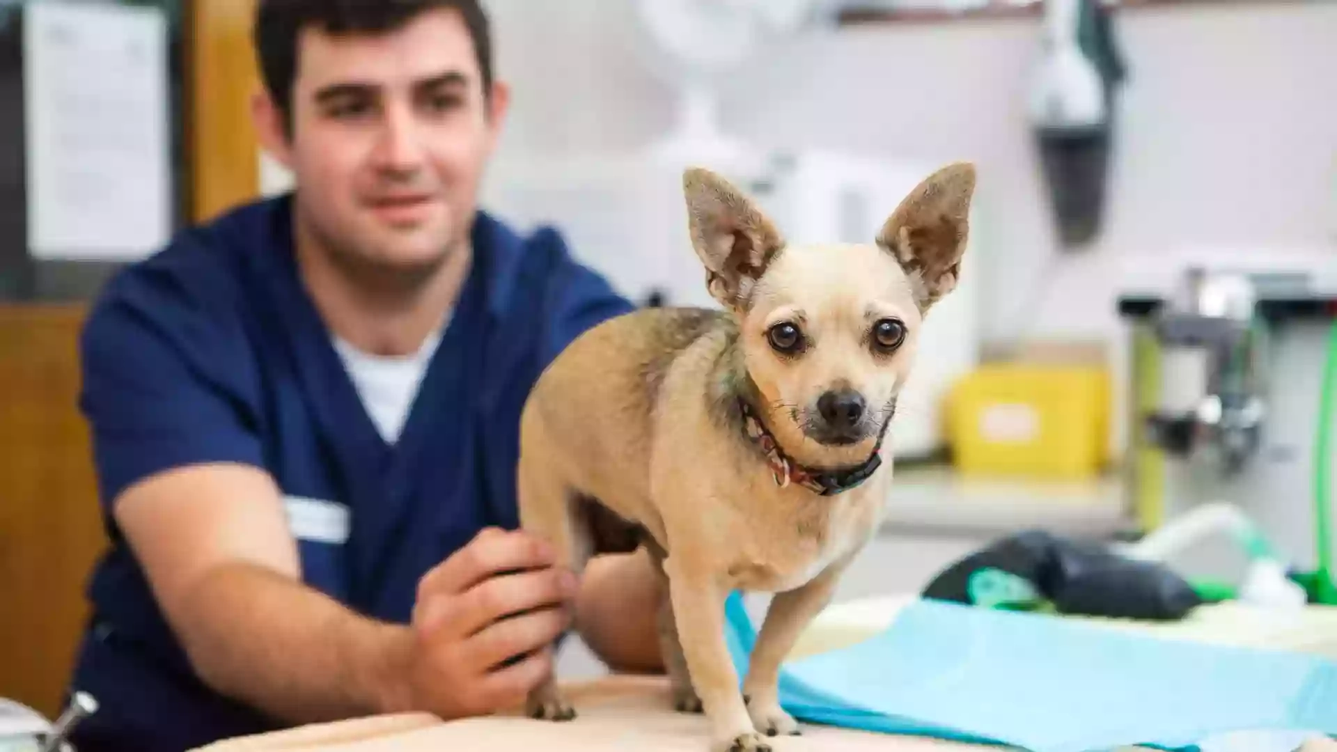 Woodland Veterinary Centre