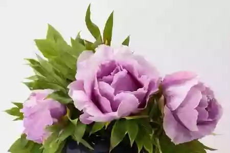 Athena Blooms floristry