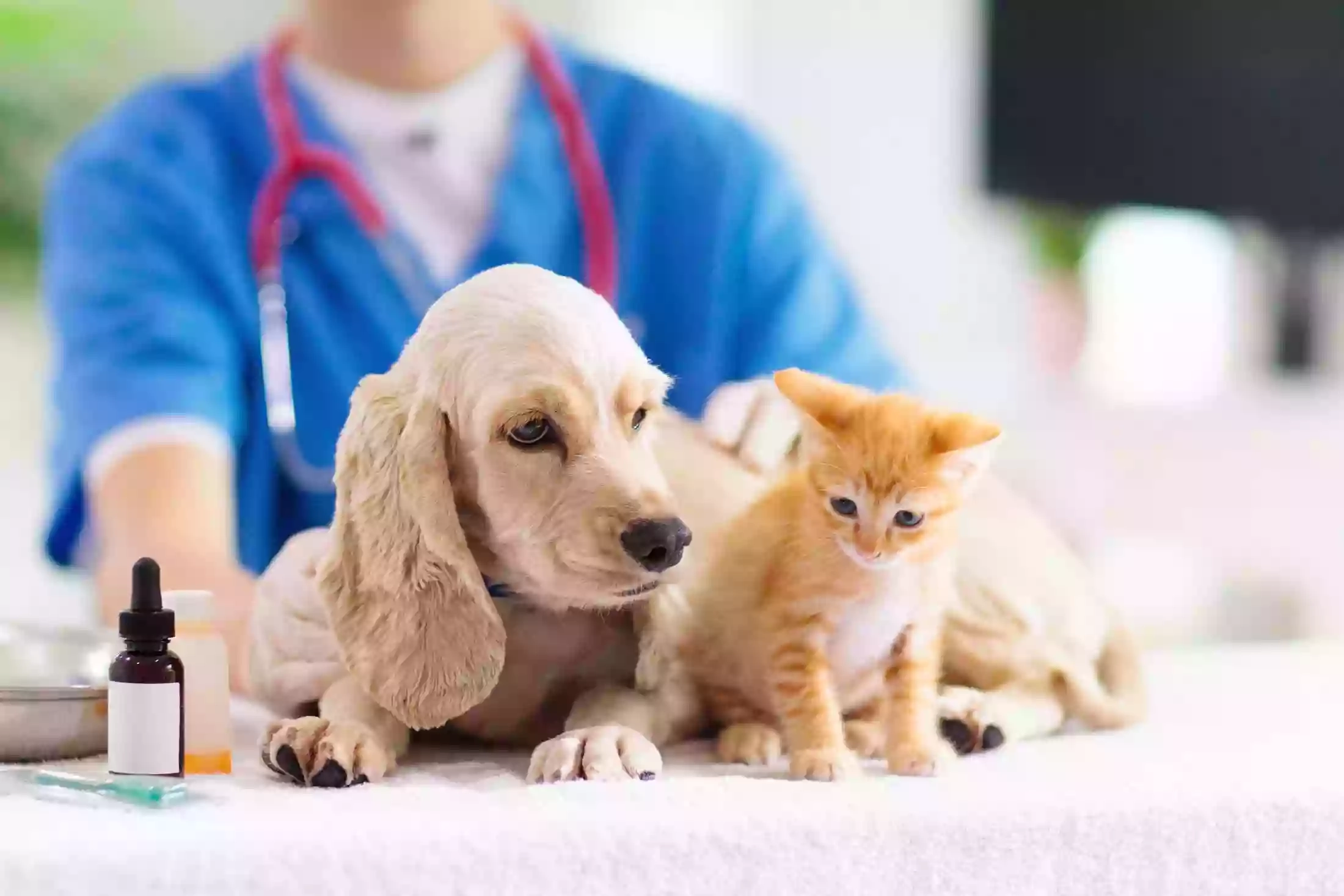 Amy Lara Veterinary Clinic