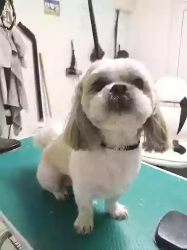 PET REQUEST DOG GROOMING