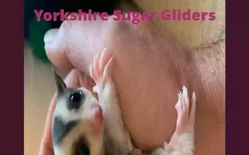 Yorkshire Sugar Gliders