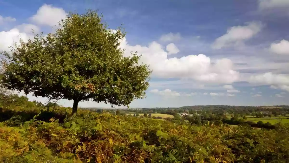 National Trust - Downs Banks