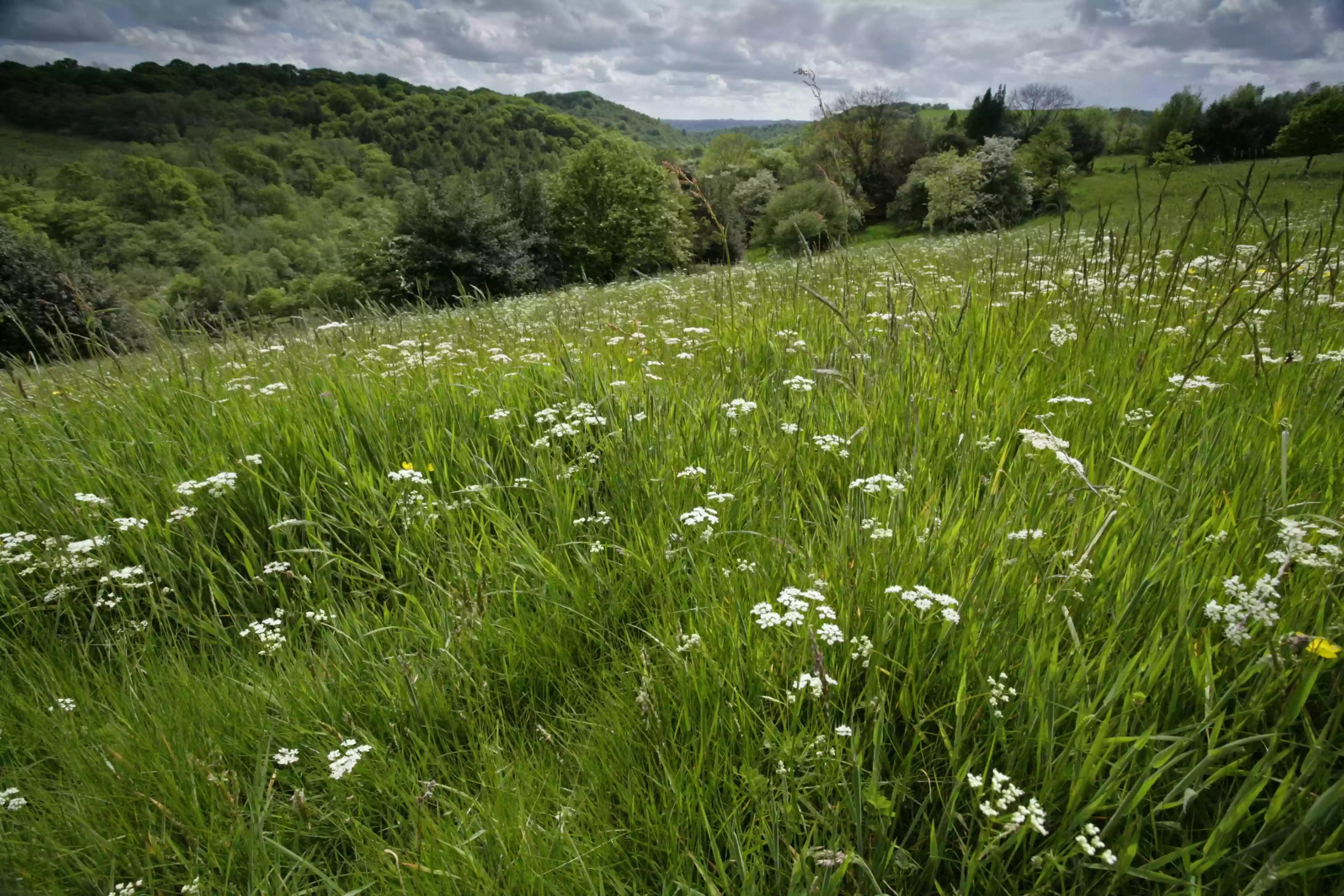 RSPB Coombes Valley