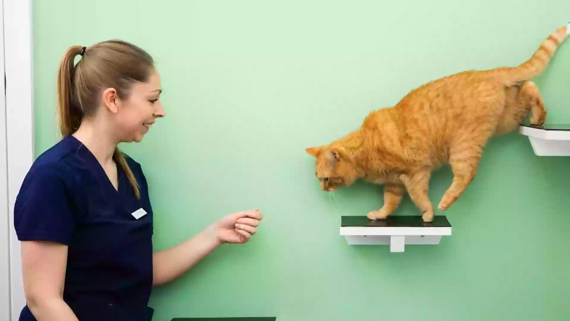 Lime Trees Vets Cat Clinic
