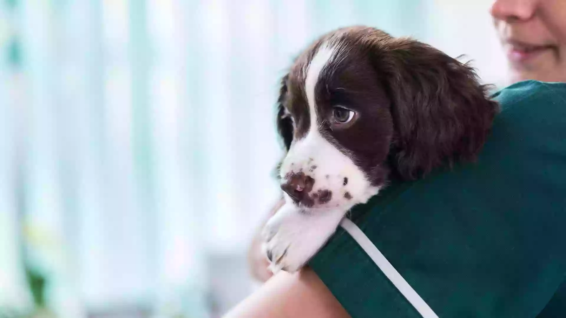 The Tern Veterinary Group