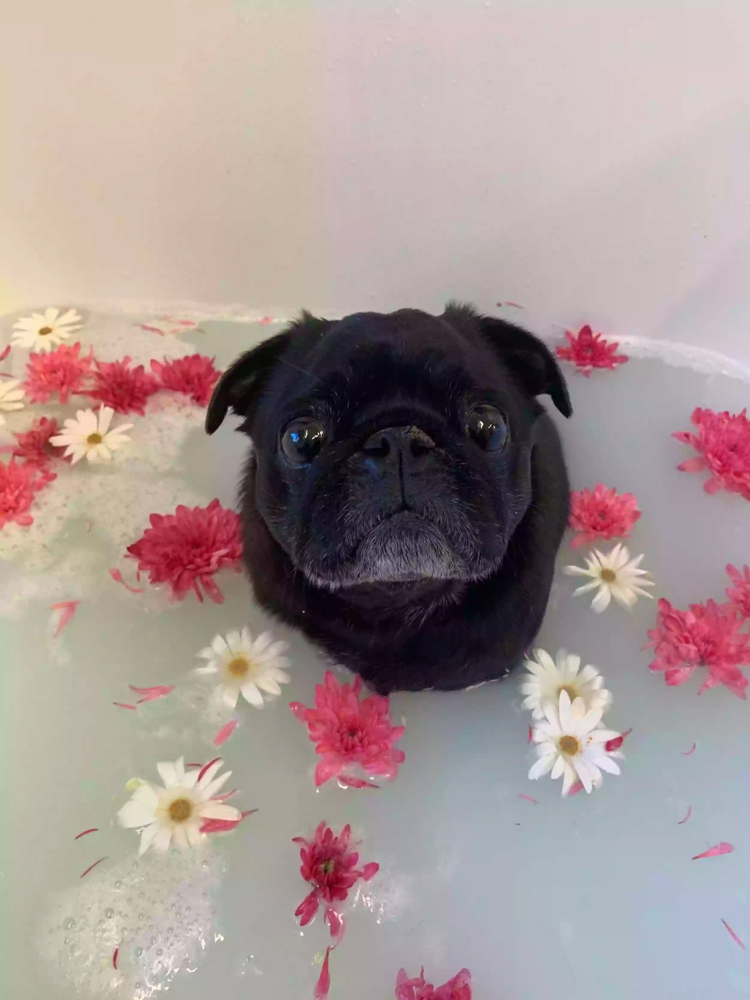 Pugs in a Tub