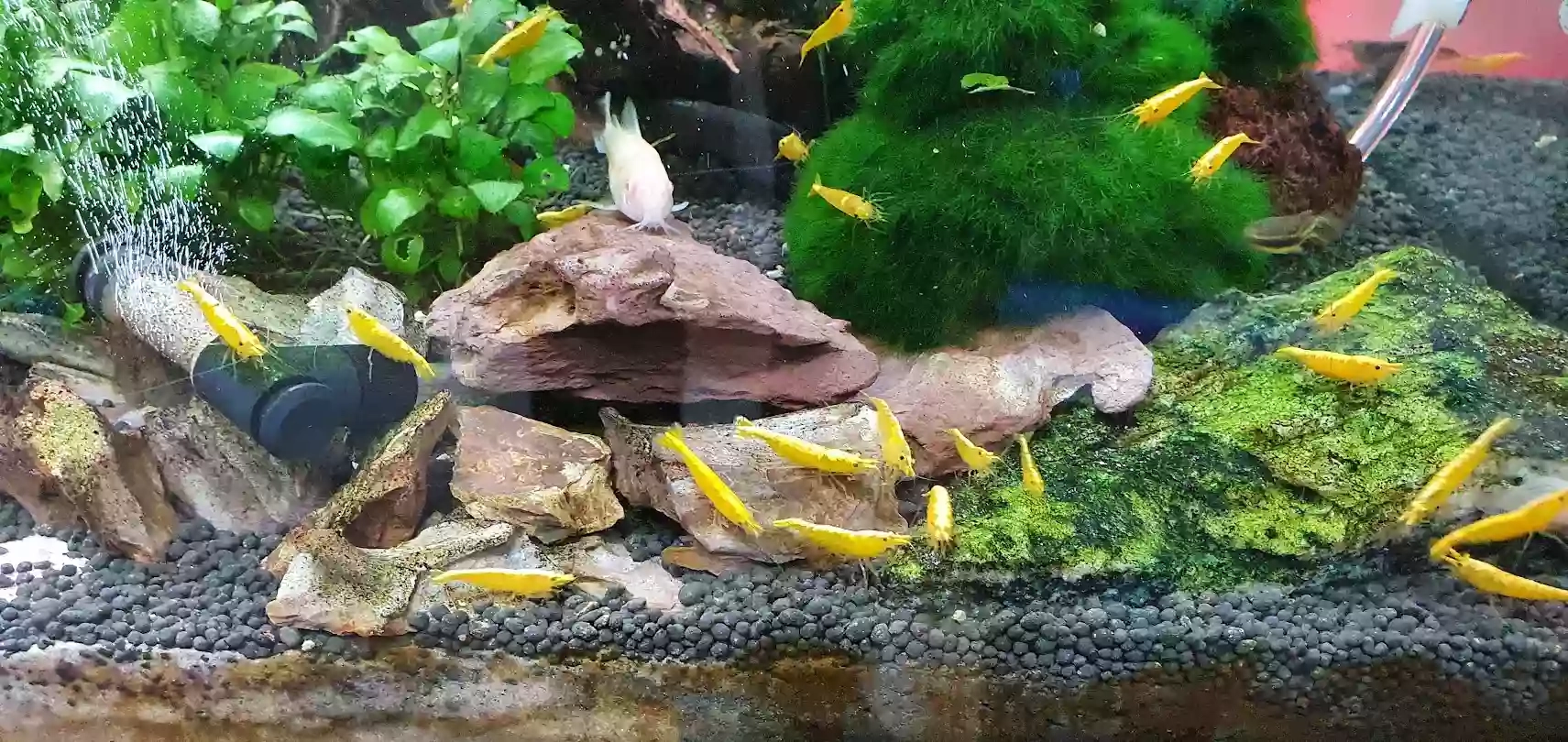Aquarium Yellow and Red shrimps for sale in Milton Keynes
