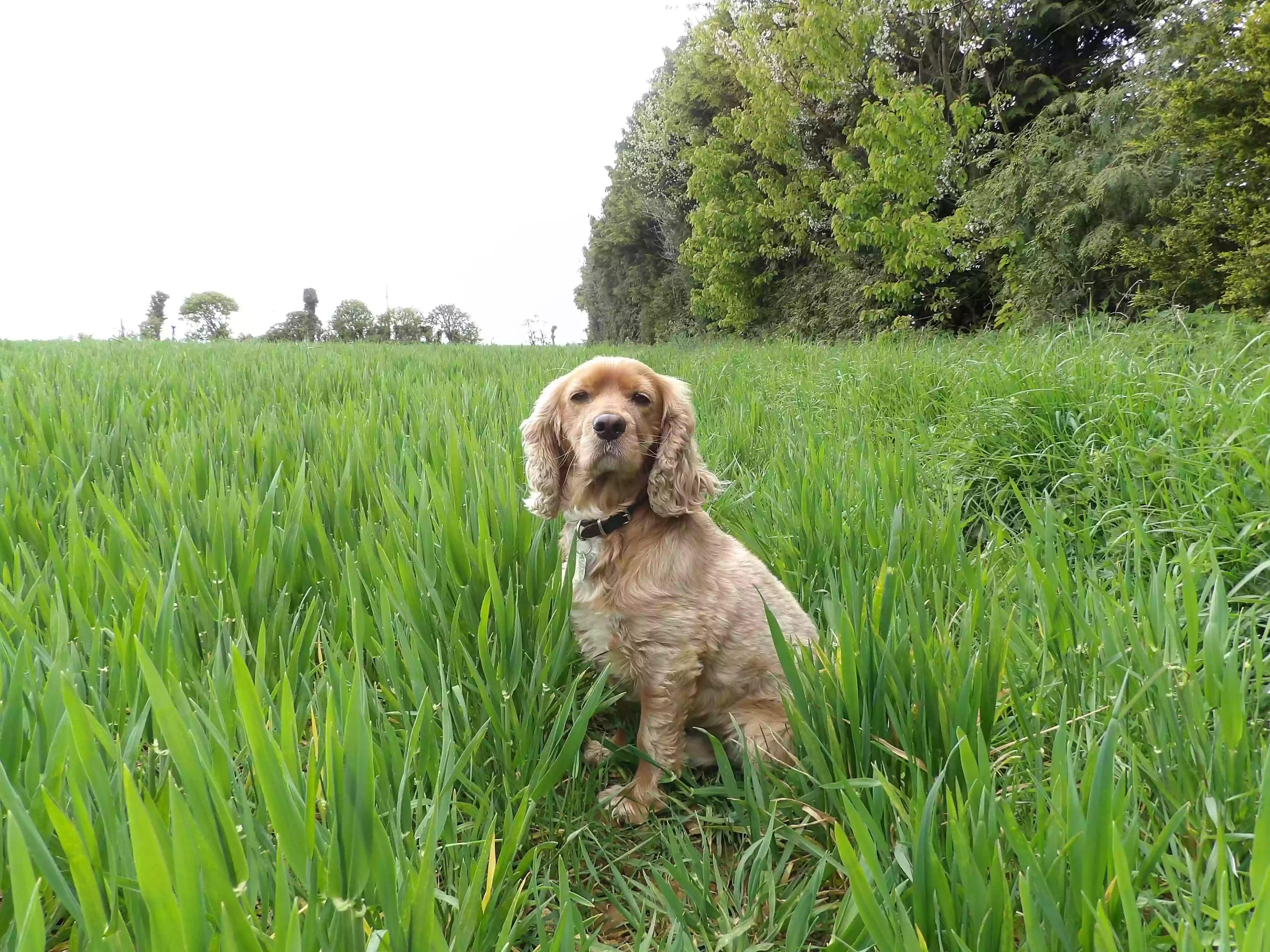 Walkies with Rachel