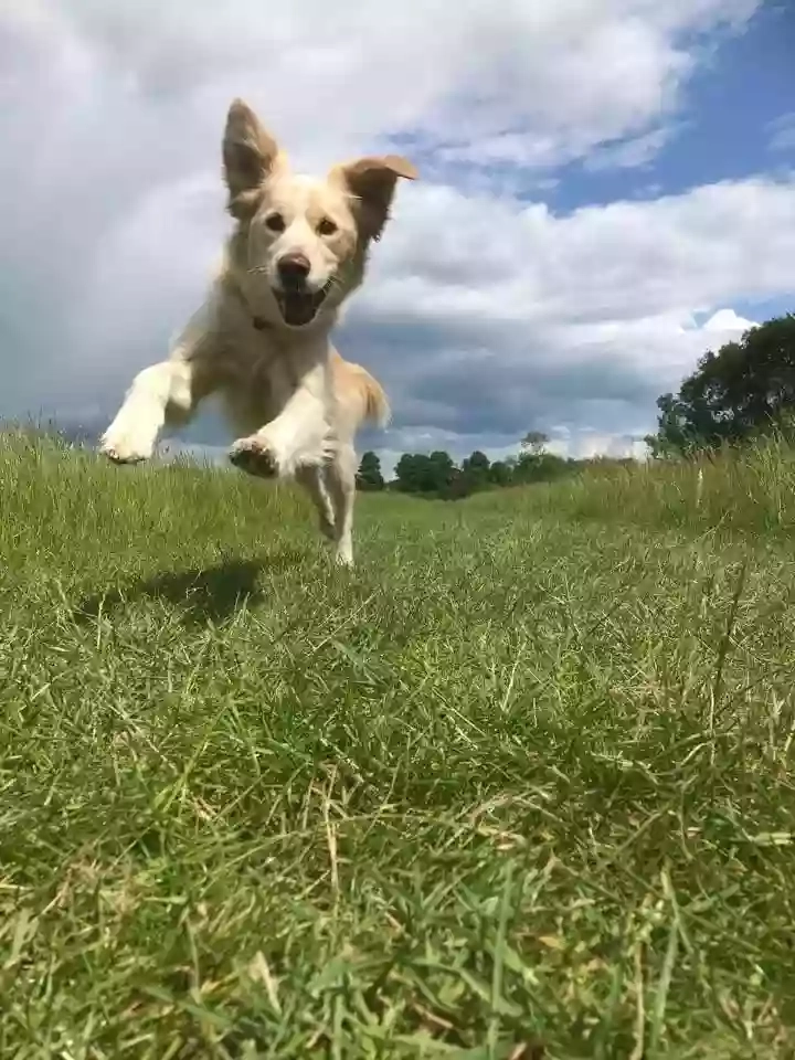 Canine Adventures Dog Walking