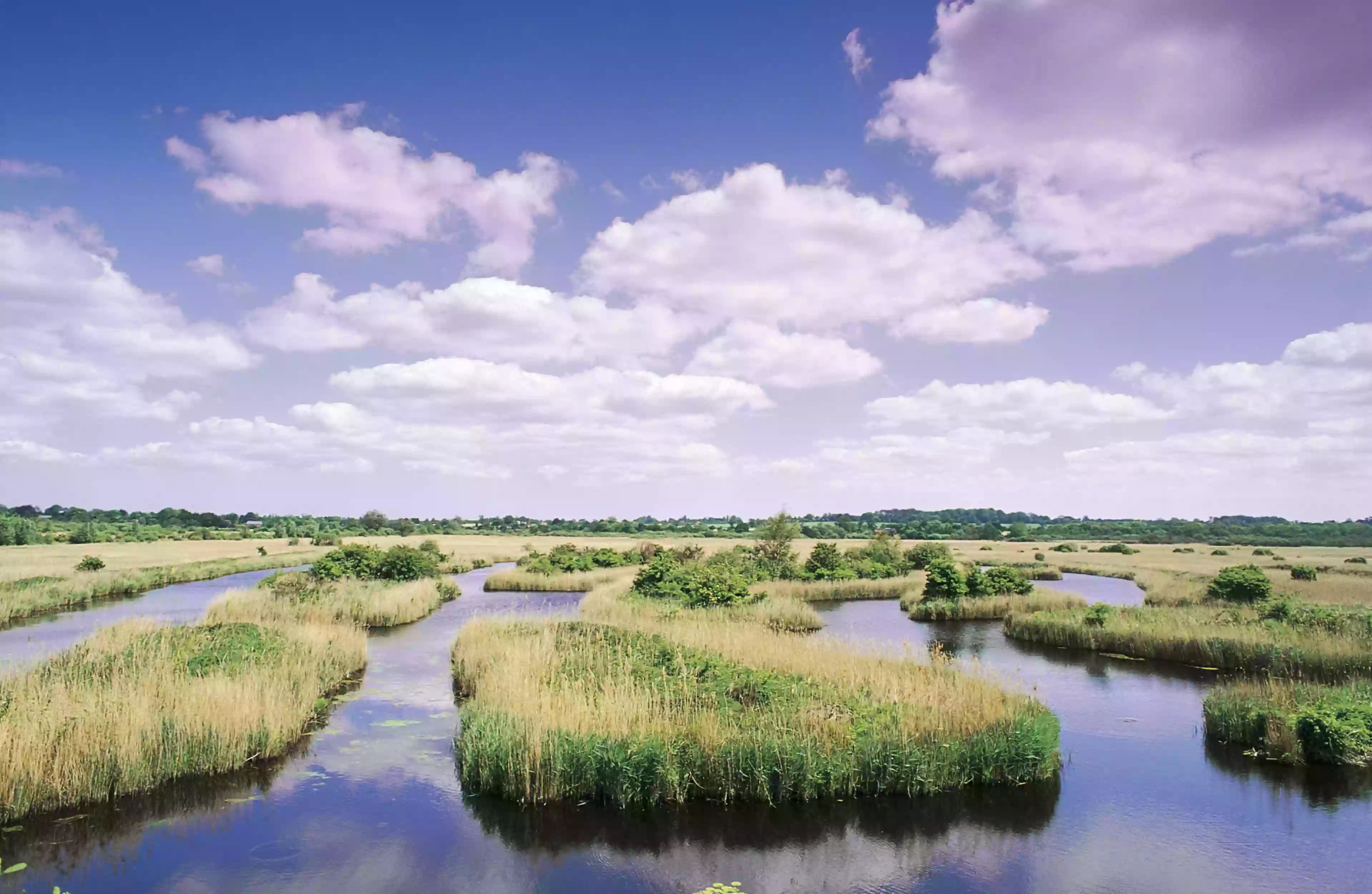 RSPB Strumpshaw Fen