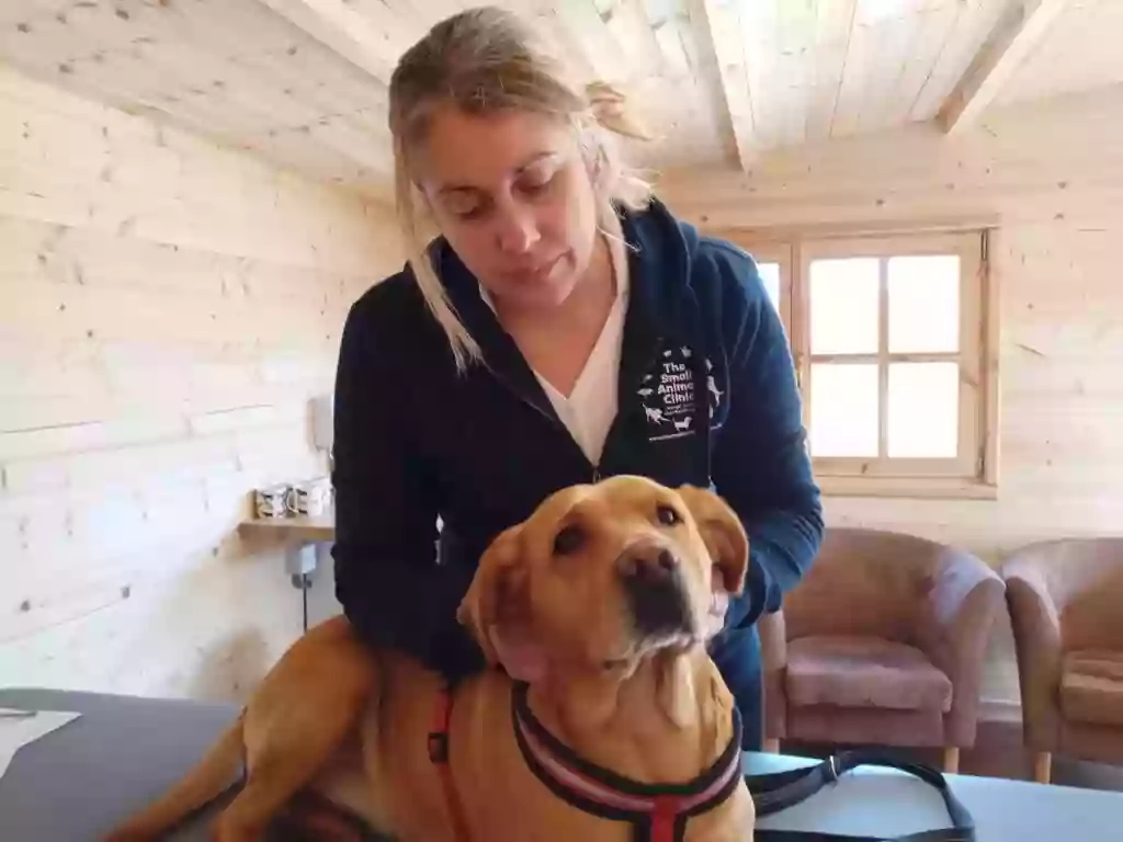 The Small Animal Clinic Canine Hydrotherapy and Animal Massage