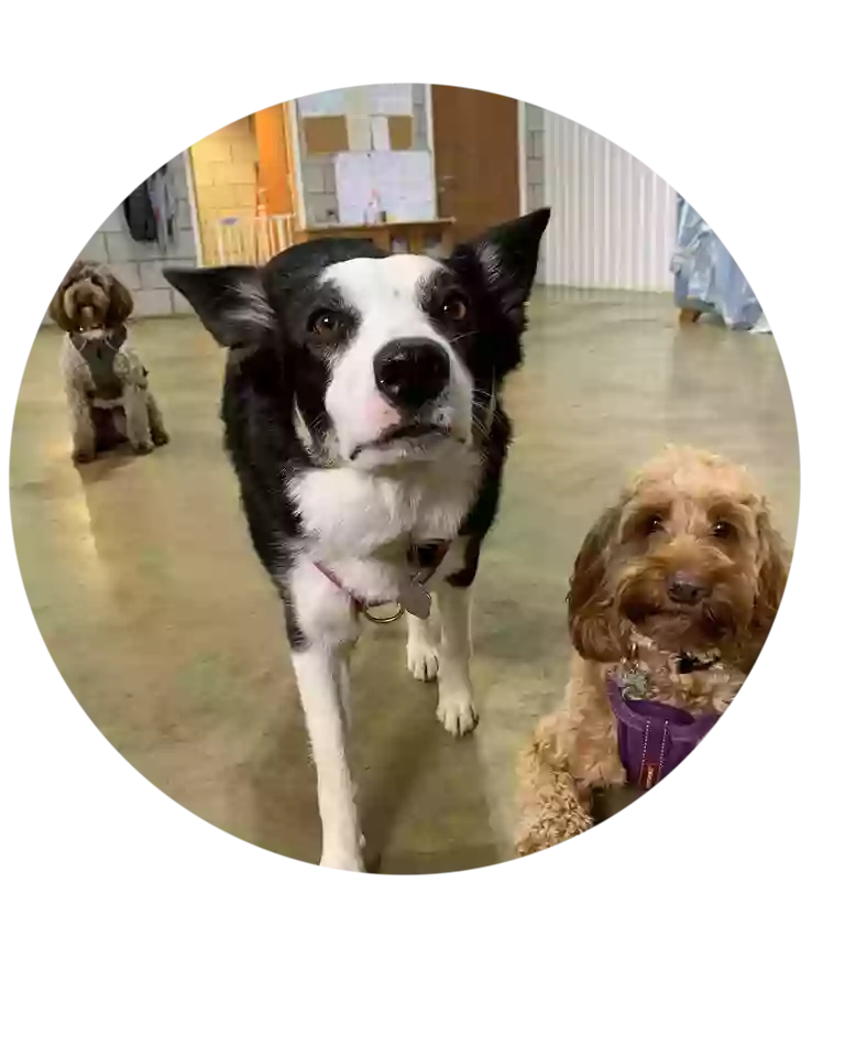 Scent-a-Barks - Doggy Day Care Centre