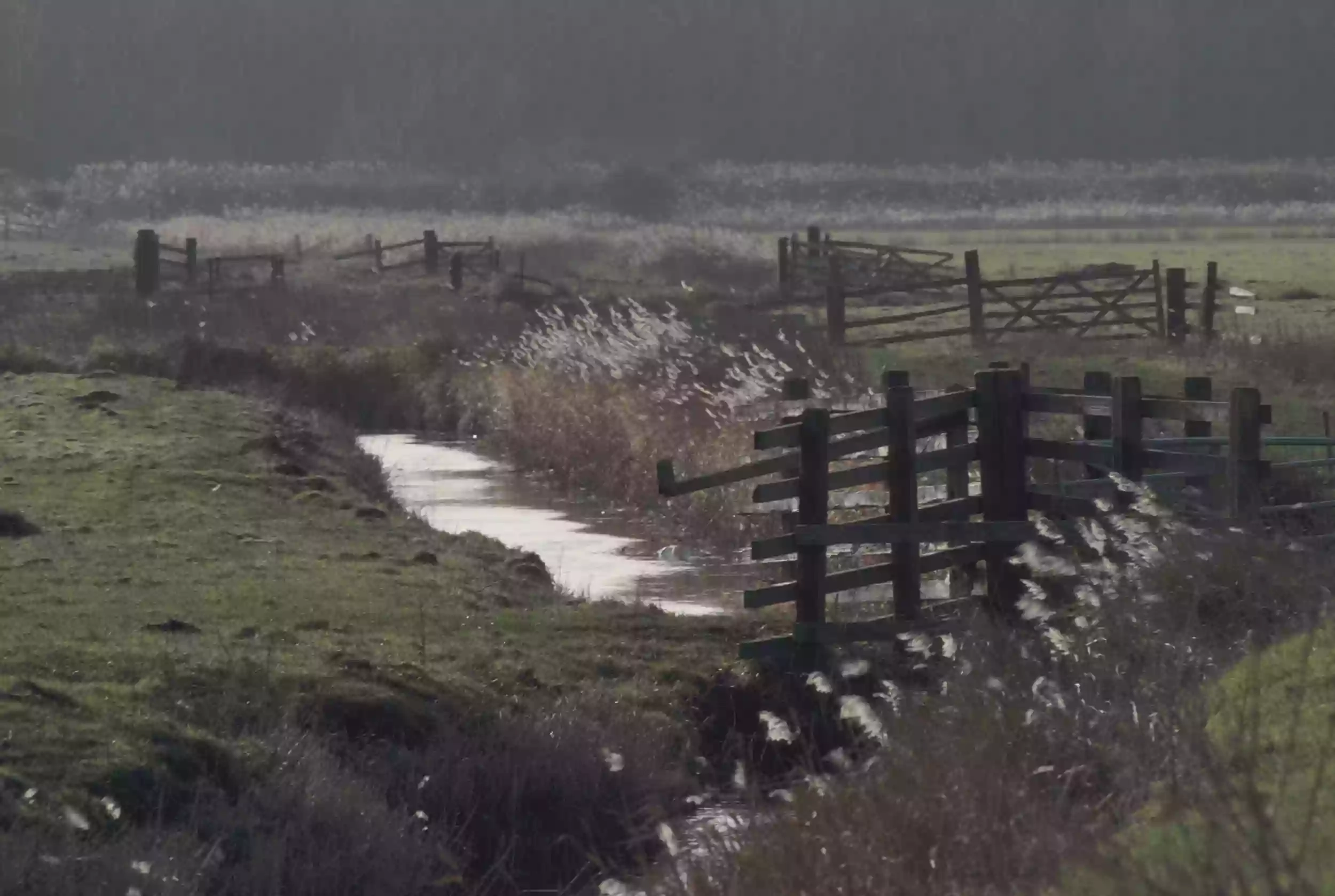 RSPB Buckenham and Cantley Marshes