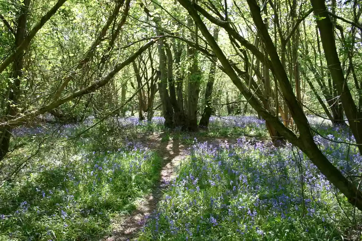 Foxley Wood